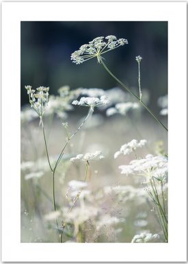 Sommerwiese | Poster