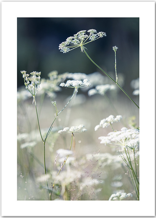Poster mit einer Sommerwiese und weiß blühenden Gräsern