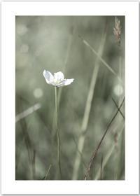 Poster mit einer weißen Blumen in grünem Gras