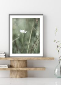 Inspiration – Poster mit einer weißen Blumen und grünem Gras auf einem Regal aus Holz