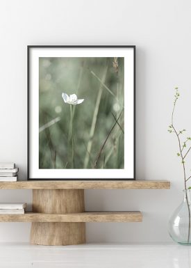 Weiße Blüte im Gras | Poster