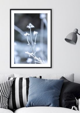 Blüten mit Eiskristallen | Poster