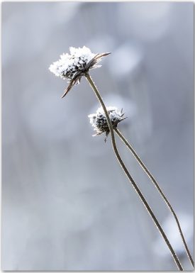 Frostige Blüten | Poster