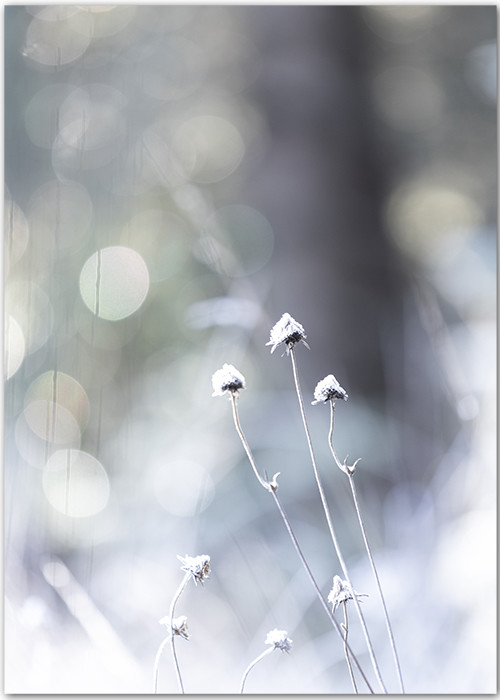Poster mit gefrorenen Gräserblüten vor einem abstrakten Hintergrund