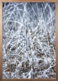 Winterliches Poster, Eiche Rahmen, mit kristallisierten Wassertropfen an Gräsern.