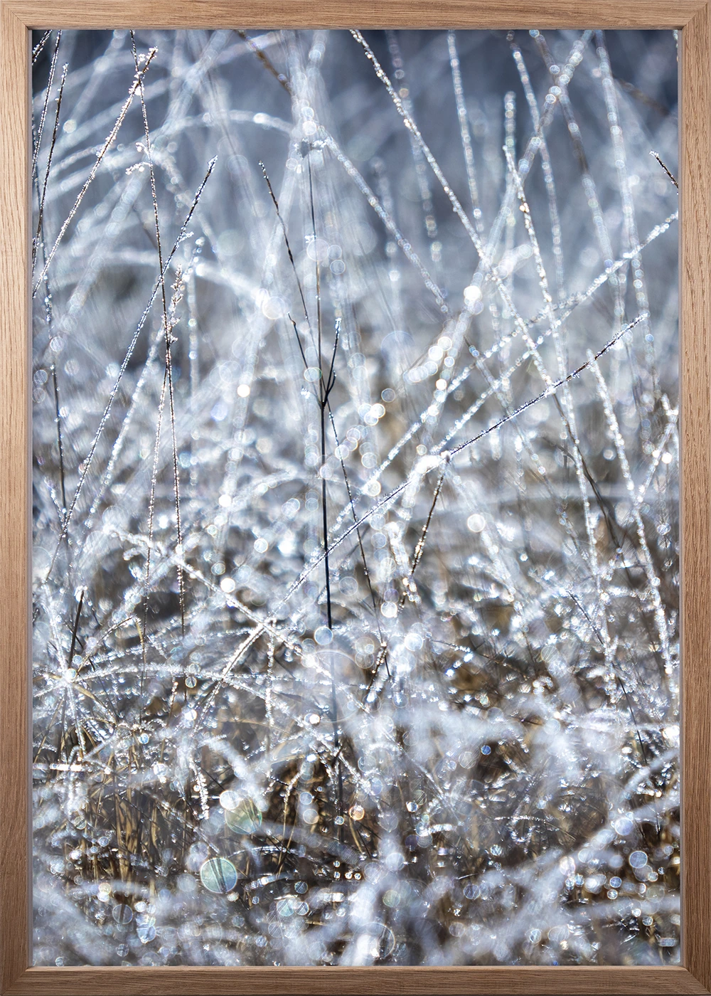 Winterliches Poster, Eiche Rahmen, mit kristallisierten Wassertropfen an Gräsern.