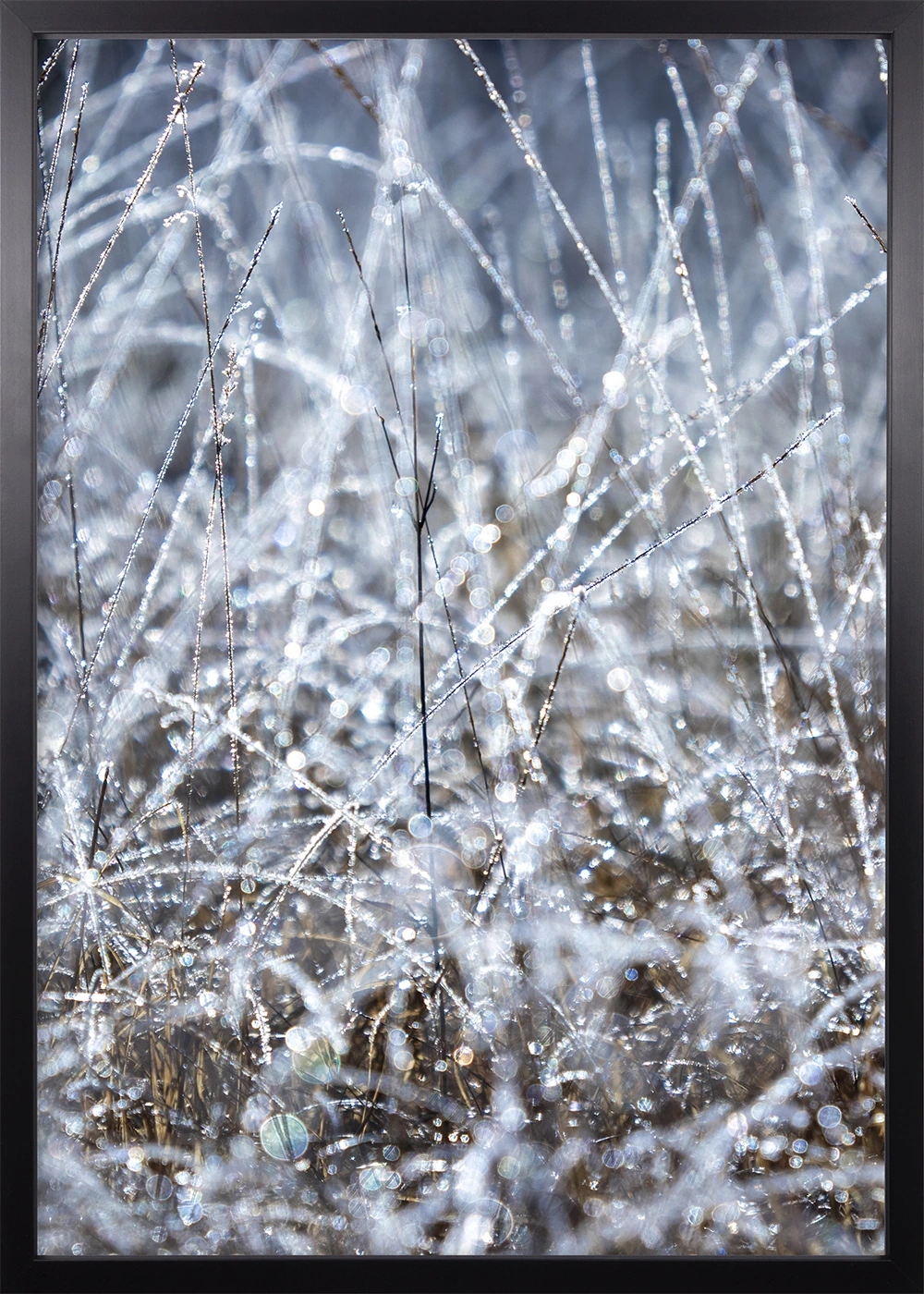 Winterliches Poster, schwarzer Rahmen, mit kristallisierten Wassertropfen an Gräsern.