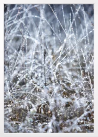 Winterliches Poster, weißer Rahmen, mit kristallisierten Wassertropfen an Gräsern.
