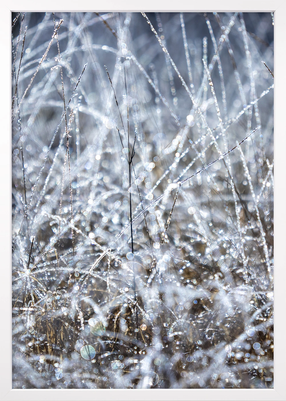 Winterliches Poster, weißer Rahmen, mit kristallisierten Wassertropfen an Gräsern.