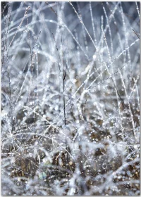 Winterliches Poster mit kristallisierten Wassertropfen an Gräsern. Winterliches Poster mit kristallisierten Wassertropfen an Gräsern.