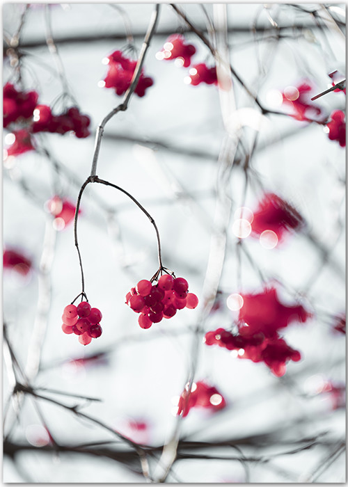 Poster mit roten Beeren an Zweigen