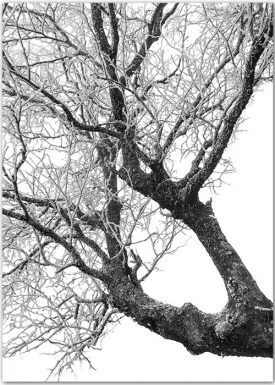 Winterbaum Schwarz-Weiß | Poster