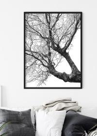 Inspiration – Poster mit einem Baumstamm und Zweigen in schwarz-weiß über Kissen in grau und beige