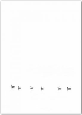 Entenfamilie auf dem See | Poster