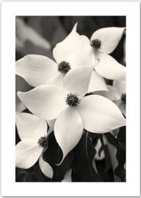 Blumen-Poster mit einem weißen Hartriegel