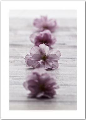 Stilleben mit Kirschblüten | Poster