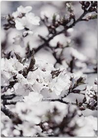 Ein Kirschblüten-Poster mit einer zurückhaltenden Farbigkeit
