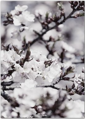 Kirschblüten No. 2 | Poster