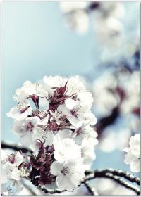 Kirschblüten-Poster mit einem blauen Himmel