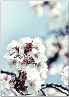 Kirschblüten-Poster mit einem blauen Himmel