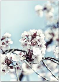 Poster mit einem Zweig mit Kirschblüten vor blauem Himmel