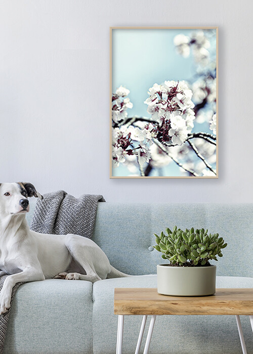 Inspiration - Poster mit einem Zweig Kirschblüten vor blauem Himmel