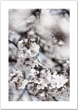 Kirschblüten No. 5 | Poster