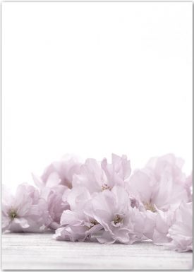 Kirschblütenzauber | Poster