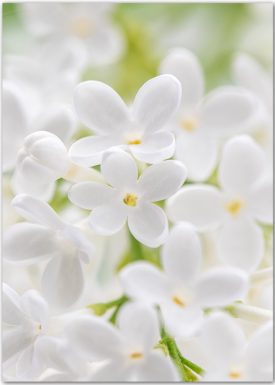 Poster mit Blüten eines weißen Wildflieder in Makroansicht.