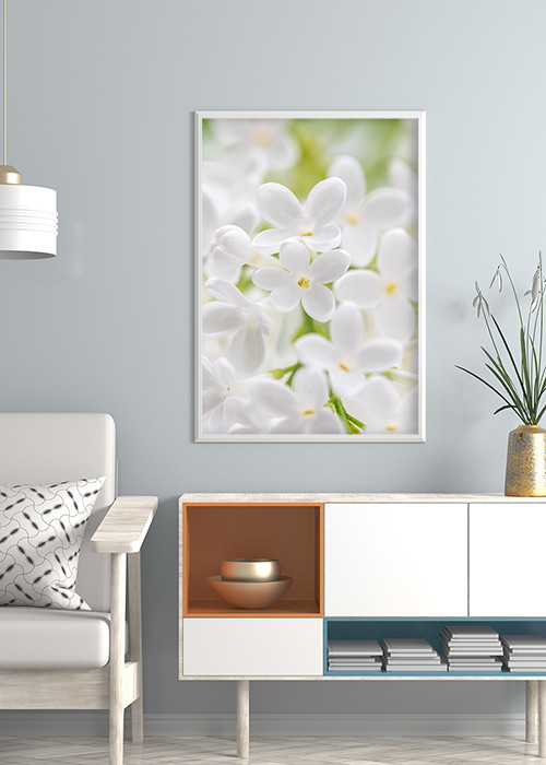 Inspiration – Poster mit Blüten eines weißen Wildflieder im Wohnzimmer