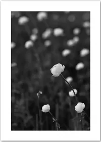 Poster mit weißen Blüten in schwarz-weiss