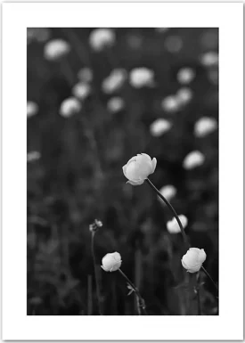 Trollblumen in Schwarz-Weiß | Blumenposter