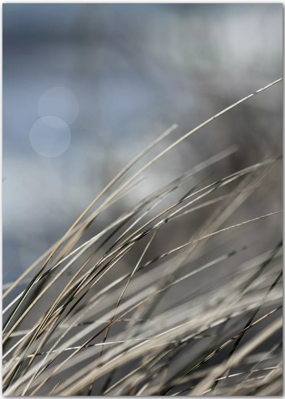 Poster mit Schilfgras in Großaufnahme