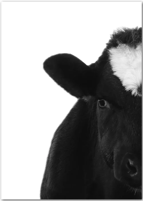 Poster mit einem Kuhkopf in schwarz-weiß