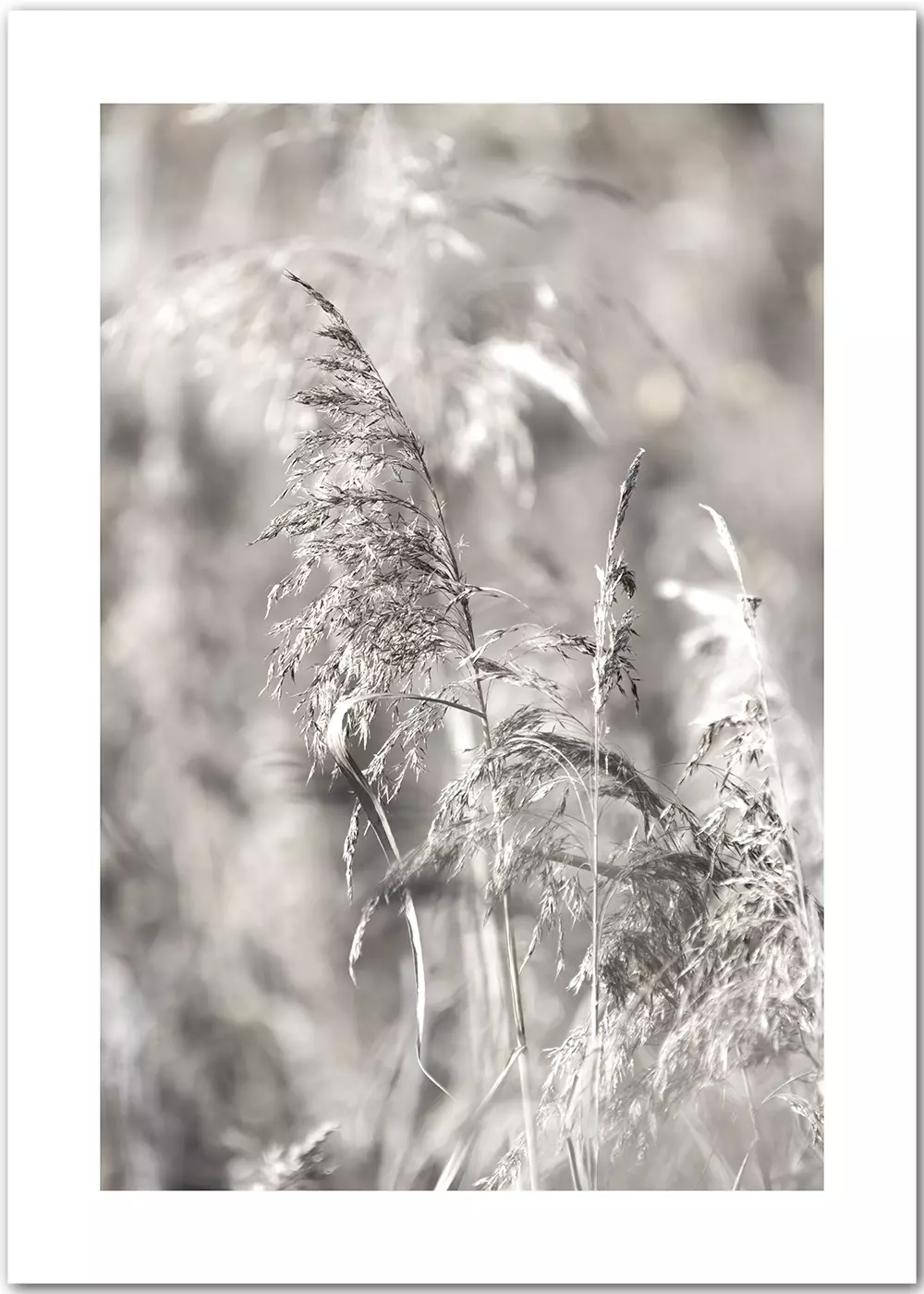 Poster mit trockenen Gräsern in herbstlicher Stimmung Poster mit trockenen Gräsern in herbstlicher Stimmung