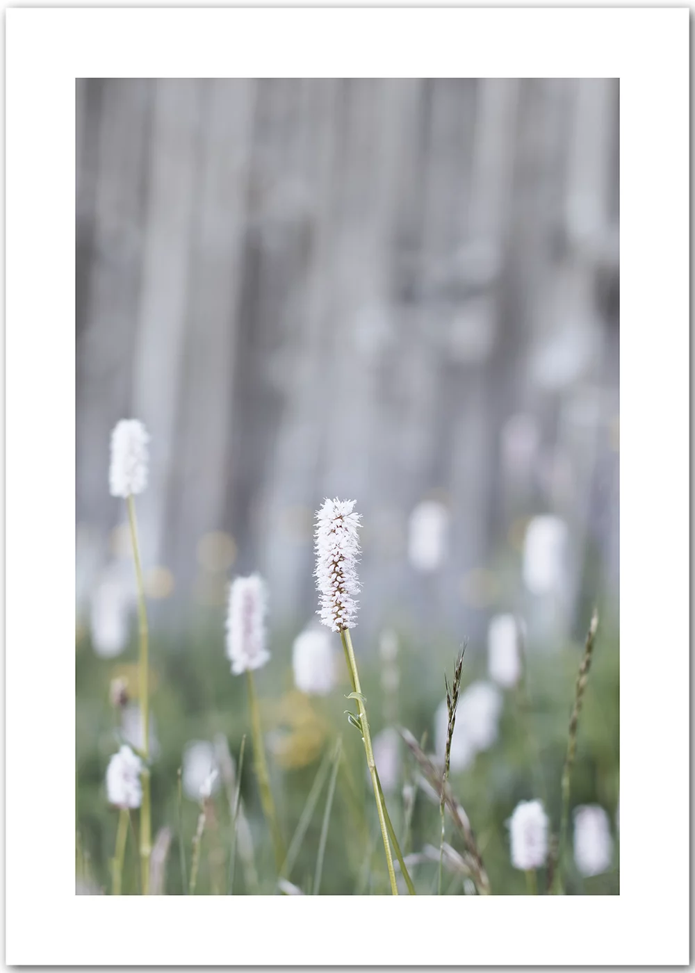 Poster mit Frühlingsgräsern Poster mit Frühlingsgräsern