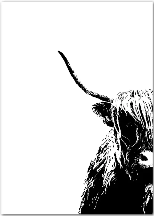 Poster mit leicht angeschnittener Illustration eines Highland Rindes in schwarz-weiß