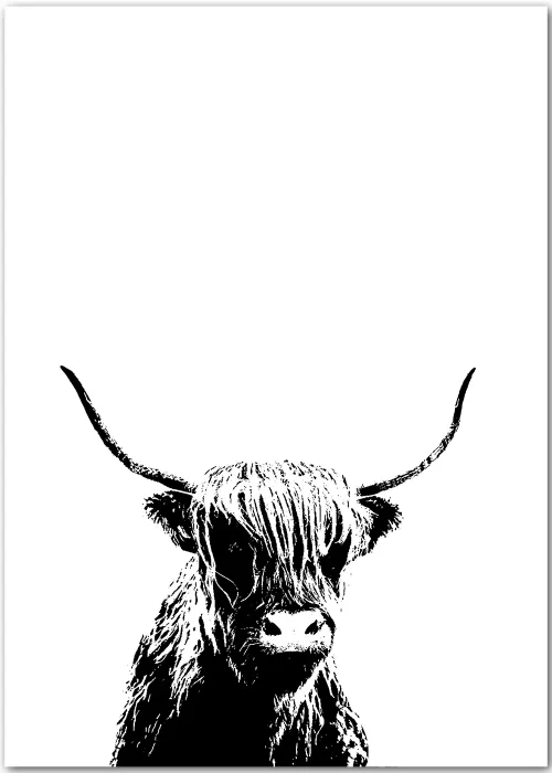 Poster mit einem Highland Rind als Illustration in schwarz-weiß
