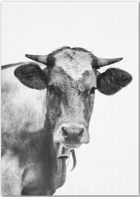 Poster mit Kuh in schwarz-weiss mit Rastereffekt