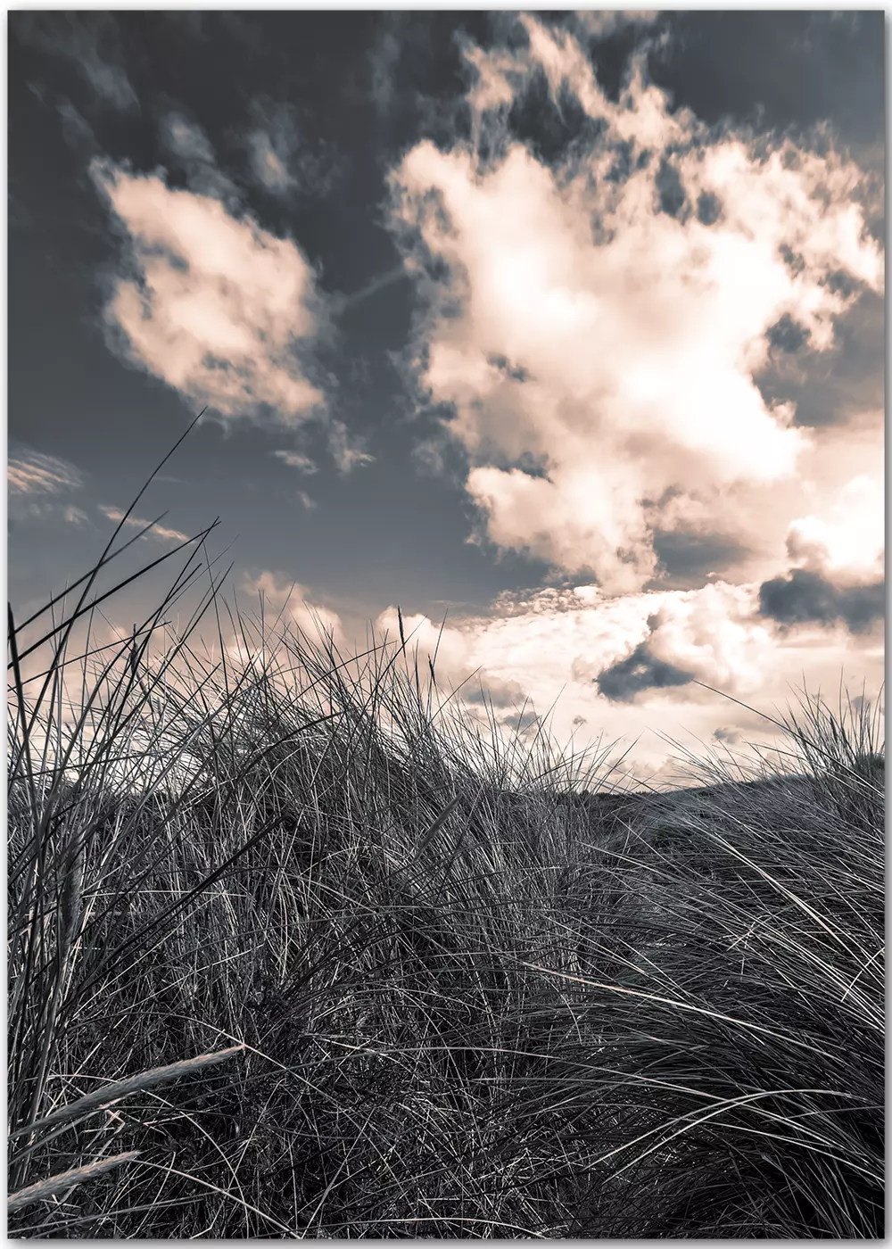 Poster mit Dünengras im Sonnenuntergang Poster mit Dünengras im Sonnenuntergang