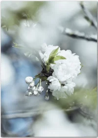Poster mit einer weißen Apfelblüte zwischen Zweigen am Baum