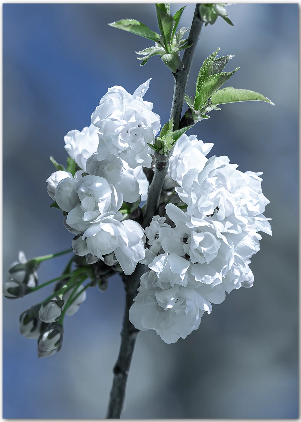 Poster mit einer weißen Apfelblüte vor dunkelblauem Himmel Poster mit einer weißen Apfelblüte vor dunkelblauem Himmel