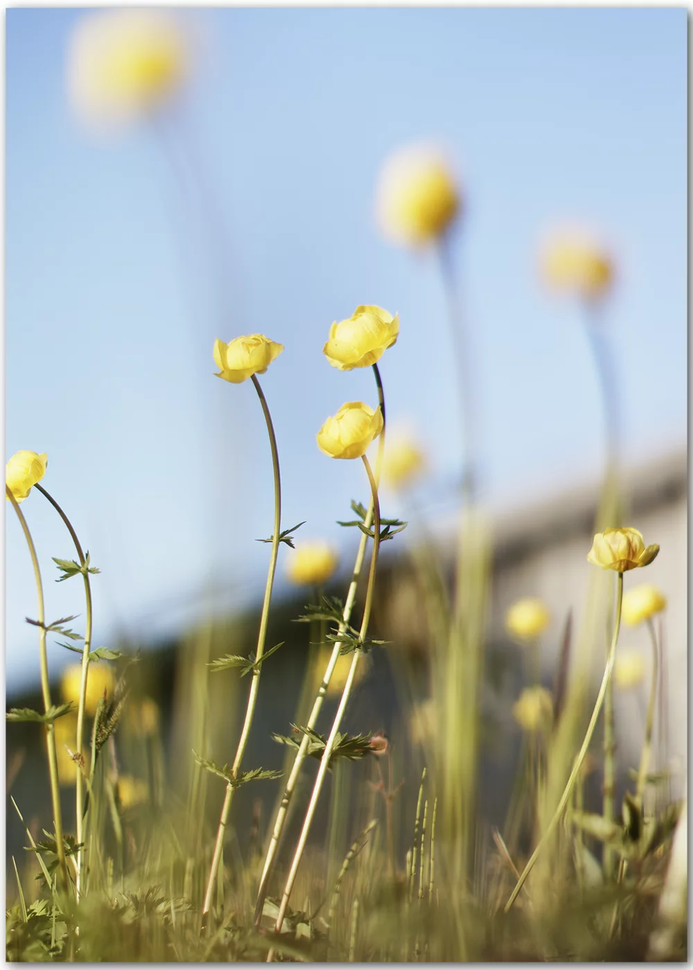 Poster mit gelben Trollblumen vor blauem Himmel Poster mit gelben Trollblumen vor blauem Himmel