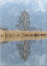 Poster mit Birke und Schilf an einem See mit Spiegelung