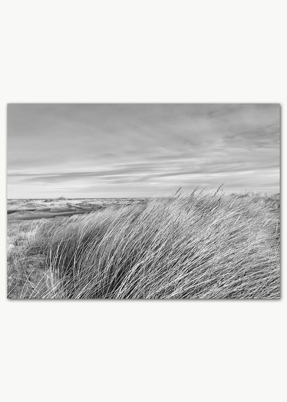 Poster mit Dünengras in schwarz-weiß