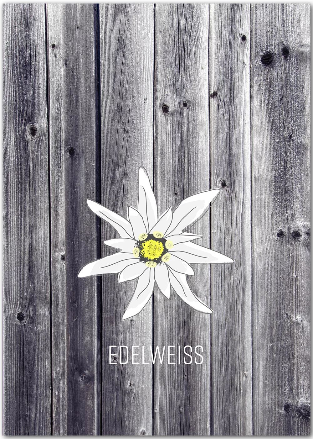 Poster mit einem illustrierten Edelweiss auf Holz-Hintergrund