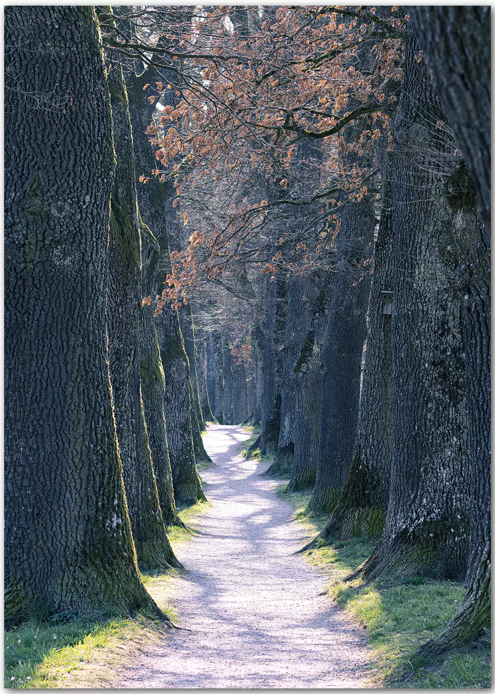 Poster mit Eichenallee in einer herbstlichen Stimmung Poster mit Eichenallee in einer herbstlichen Stimmung