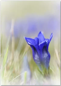 Poster mit Kunstfotografie einer blauen Enzianblüte