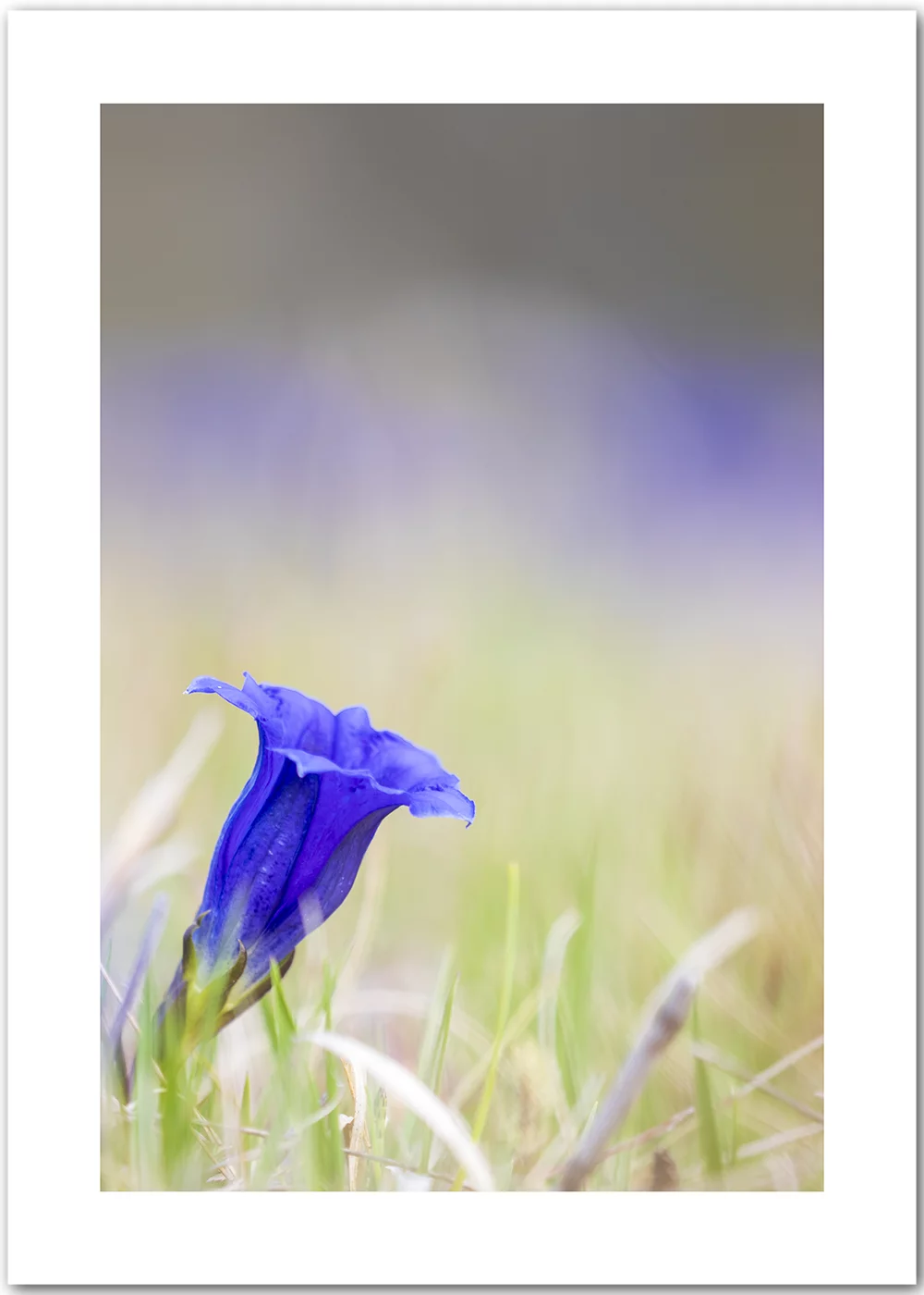 Poster mit Kunstfotografie einer blauen Enzianblüte Poster mit Kunstfotografie einer blauen Enzianblüte