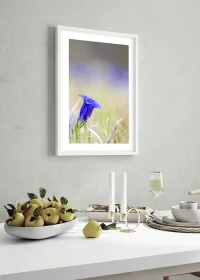 Poster mit Kunstfotografie einer blauen Enzianblüte über einem Esstisch hängend